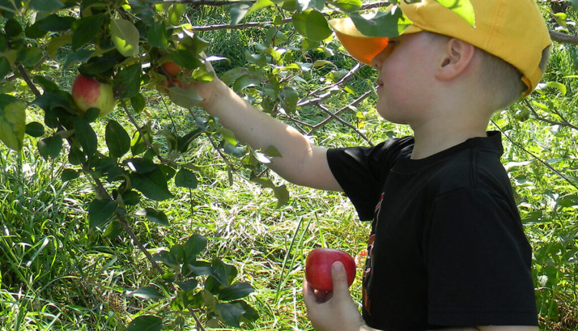 Carver County Apple Orchards