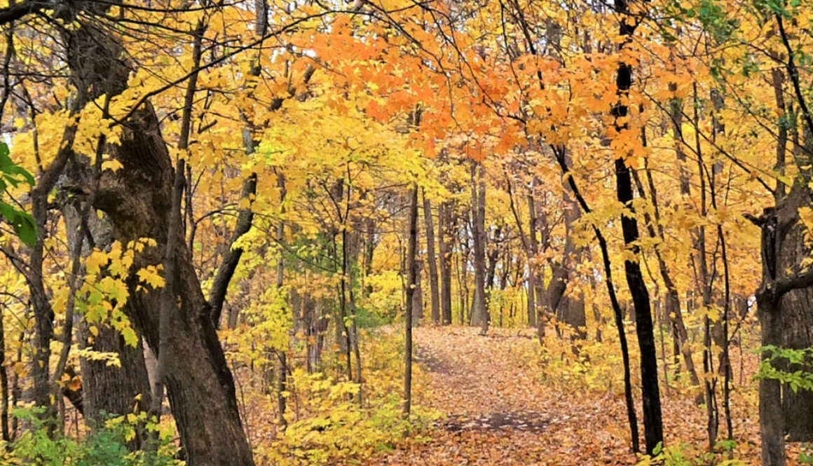 Carver County Fall trails