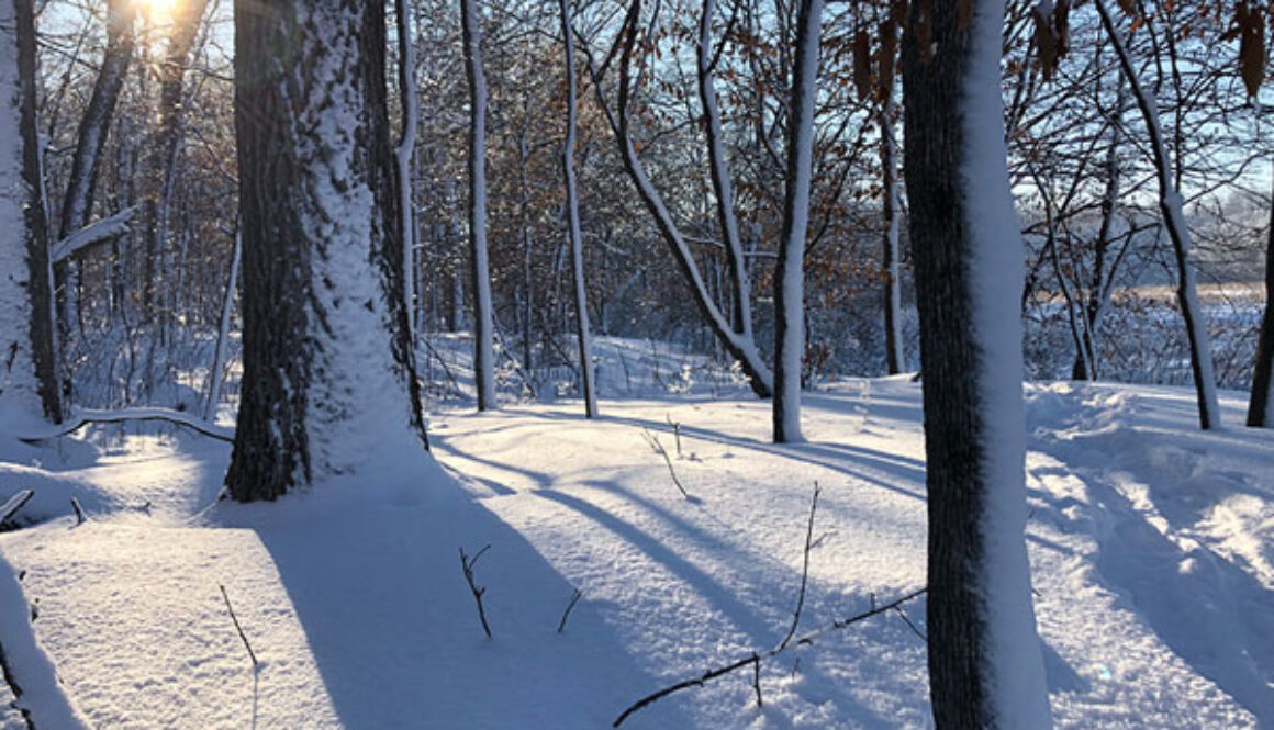 Winter trails in Carver County